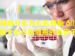 干细胞分化为心肌细胞 🦆 （干细胞分化心肌细胞的基因干扰）